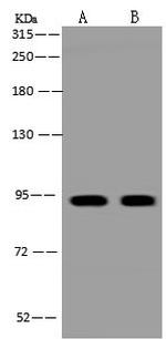 Periostin Antibody in Western Blot (WB)