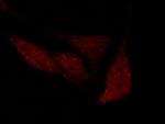 OCT1 (POU2F1) Antibody in Immunocytochemistry (ICC/IF)