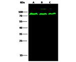 PPM1G Antibody in Western Blot (WB)