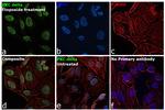 PKC delta Antibody in Immunocytochemistry (ICC/IF)