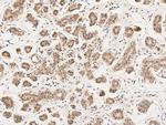 PKC delta Antibody in Immunohistochemistry (Paraffin) (IHC (P))