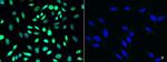 PRMT6 Antibody in Immunocytochemistry (ICC/IF)