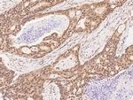 p23 Antibody in Immunohistochemistry (Paraffin) (IHC (P))