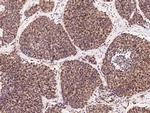 p23 Antibody in Immunohistochemistry (Paraffin) (IHC (P))