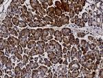 PTPMT1 Antibody in Immunohistochemistry (Paraffin) (IHC (P))