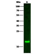 PTPMT1 Antibody in Western Blot (WB)