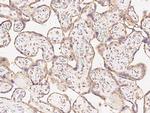 PTPN2 Antibody in Immunohistochemistry (Paraffin) (IHC (P))