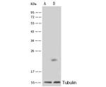 RhoA Antibody in Western Blot (WB)