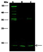 S100A6 Antibody in Western Blot (WB)