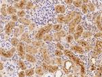 SFRP1 Antibody in Immunohistochemistry (Paraffin) (IHC (P))