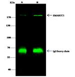 SMARCC1 Antibody in Immunoprecipitation (IP)