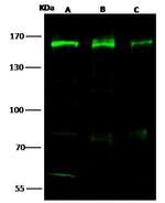 SMARCC1 Antibody in Western Blot (WB)