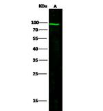 STIM1 Antibody in Western Blot (WB)