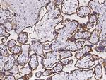 TROP2 Antibody in Immunohistochemistry (Paraffin) (IHC (P))