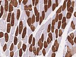 TAZ Antibody in Immunohistochemistry (Paraffin) (IHC (P))