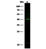 TAZ Antibody in Western Blot (WB)