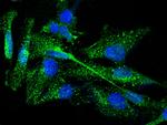 Thyroid Peroxidase Antibody in Immunocytochemistry (ICC/IF)