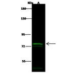 TLE1 Antibody in Western Blot (WB)