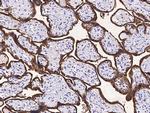 TNFR1 Antibody in Immunohistochemistry (Paraffin) (IHC (P))