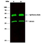 PIG3 Antibody in Immunoprecipitation (IP)