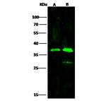 PIG3 Antibody in Western Blot (WB)