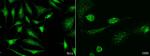 TRAF4 Antibody in Immunocytochemistry (ICC/IF)