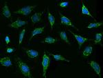 Thioredoxin 2 Antibody in Immunocytochemistry (ICC/IF)