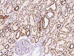 Thioredoxin 2 Antibody in Immunohistochemistry (Paraffin) (IHC (P))