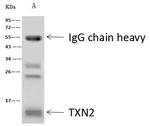 Thioredoxin 2 Antibody in Immunoprecipitation (IP)