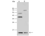 Thioredoxin 2 Antibody in Western Blot (WB)