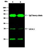 UCHL3 Antibody in Immunoprecipitation (IP)