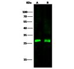 UCHL3 Antibody in Western Blot (WB)