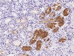 UNG Antibody in Immunohistochemistry (Paraffin) (IHC (P))