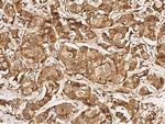 USP46 Antibody in Immunohistochemistry (Paraffin) (IHC (P))