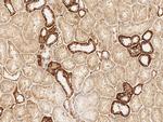 USP46 Antibody in Immunohistochemistry (Paraffin) (IHC (P))