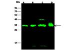 14-3-3 epsilon Antibody in Western Blot (WB)