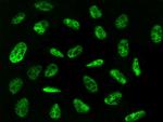 ZNF830 Antibody in Immunocytochemistry (ICC/IF)