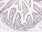 ZNF830 Antibody in Immunohistochemistry (Paraffin) (IHC (P))