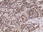 PRMT4 Antibody in Immunohistochemistry (Paraffin) (IHC (P))