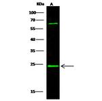 HP1 beta Antibody in Western Blot (WB)