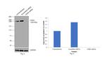 CHD4 Antibody in Western Blot (WB)