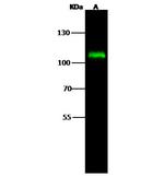 DGCR8 Antibody in Western Blot (WB)