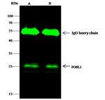 Fra1 Antibody in Immunoprecipitation (IP)