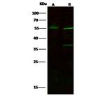 FOXA1 Antibody in Western Blot (WB)