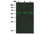 GATA3 Antibody in Western Blot (WB)