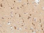 mGluR5 Antibody in Immunohistochemistry (Paraffin) (IHC (P))