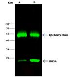 Histone H3 Antibody in Immunoprecipitation (IP)