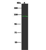 HIPK1 Antibody in Western Blot (WB)