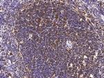 CD18 Antibody in Immunohistochemistry (Paraffin) (IHC (P))