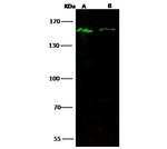 JMJD1A Antibody in Western Blot (WB)